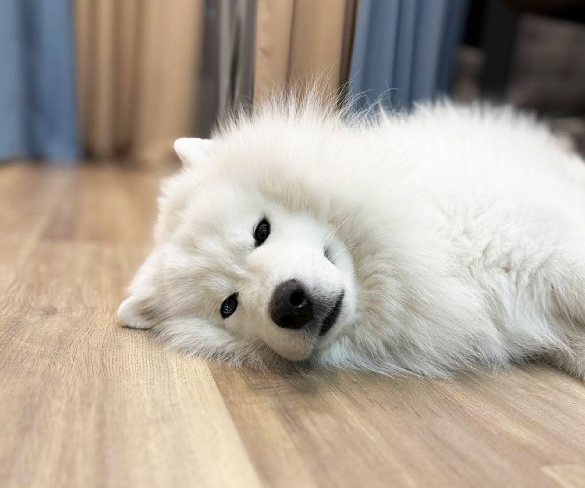 panele winylowe do domu z psem