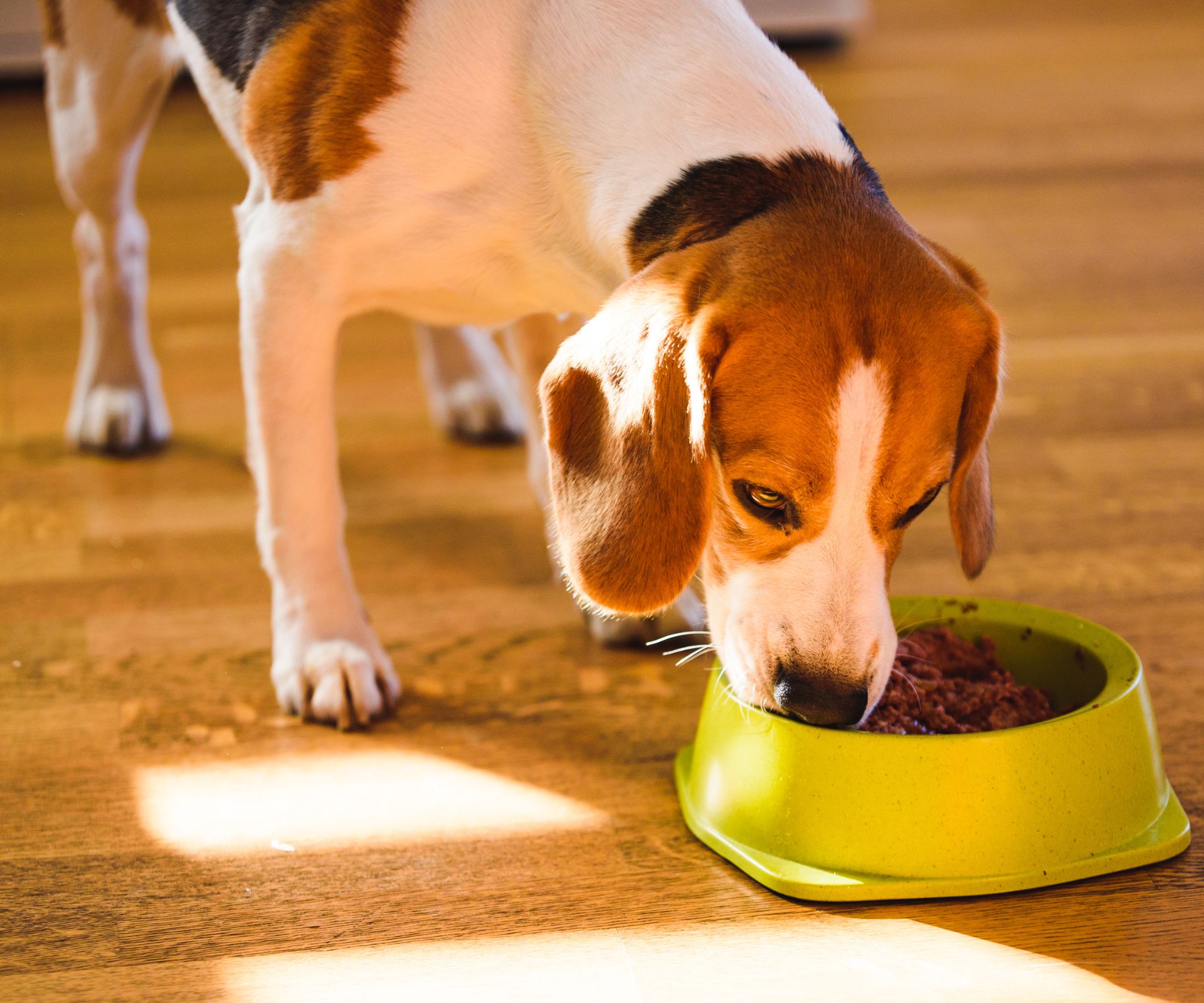 panele laminowane do domu z psem