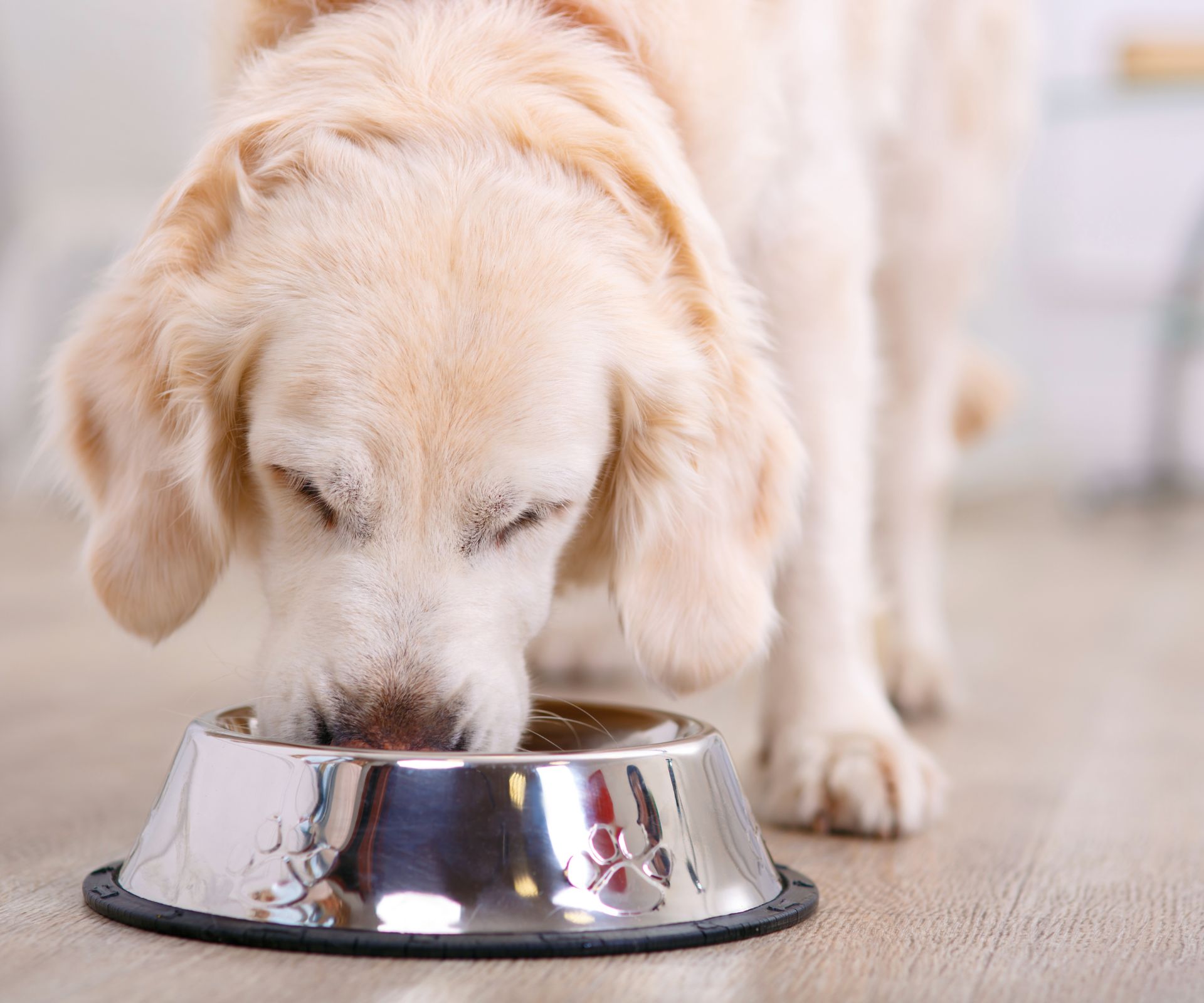 pies w domu - jaka podłoga